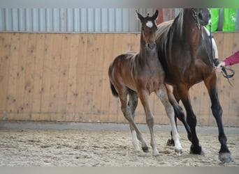 Cheval de sport allemand, Étalon, Poulain (05/2023), Bai