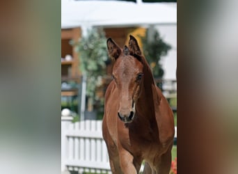 Cheval de sport allemand, Étalon, Poulain (06/2025), Bai