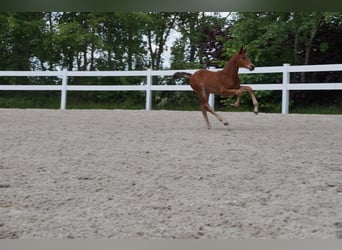 Cheval de sport allemand, Étalon, Poulain (04/2025), Bai