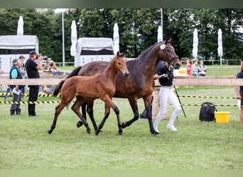 Cheval de sport allemand, Étalon, Poulain (03/2024), Bai