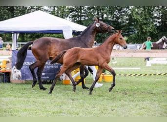 Cheval de sport allemand, Étalon, Poulain (03/2024), Bai