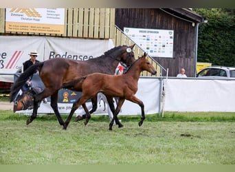 Cheval de sport allemand, Étalon, Poulain (03/2024), Bai