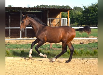 Cheval de sport allemand, Étalon, Poulain (03/2023), Bai