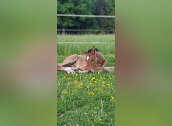Cheval de sport allemand, Étalon, , Bai