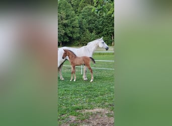 Cheval de sport allemand, Étalon, , Bai