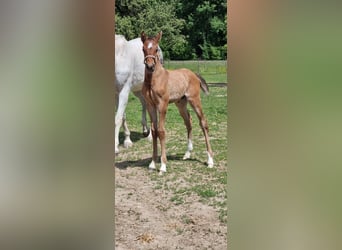 Cheval de sport allemand, Étalon, , Bai