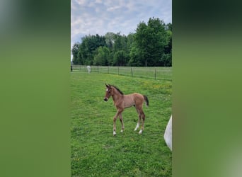Cheval de sport allemand, Étalon, , Bai