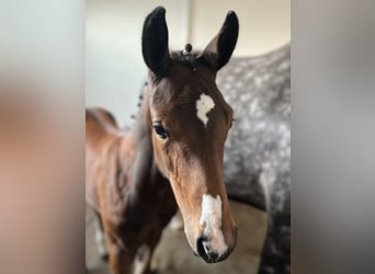 Cheval de sport allemand, Étalon, , Bai