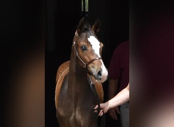 Cheval de sport allemand, Étalon, Poulain (04/2023), Bai