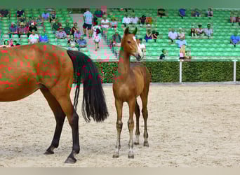 Cheval de sport allemand, Étalon, Poulain (04/2023), Bai