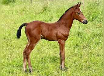 Cheval de sport allemand, Étalon, Poulain (05/2024), Bai