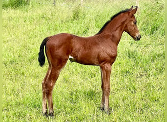 Cheval de sport allemand, Étalon, Poulain (05/2024), Bai