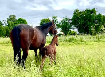 Cheval de sport allemand, Étalon, Poulain (05/2024), Bai