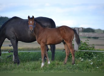 Cheval de sport allemand, Étalon, Poulain (04/2025), Bai
