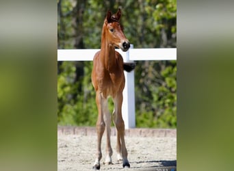 Cheval de sport allemand, Étalon, Poulain (03/2024), Bai