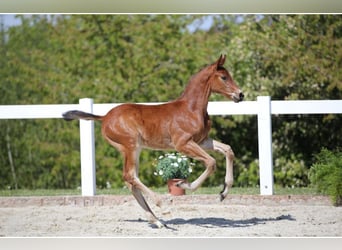 Cheval de sport allemand, Étalon, Poulain (03/2024), Bai