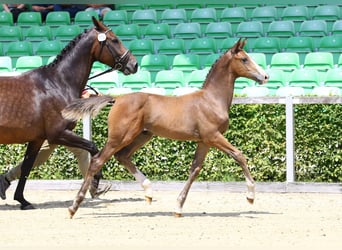 Cheval de sport allemand, Étalon, Poulain (04/2024), Bai