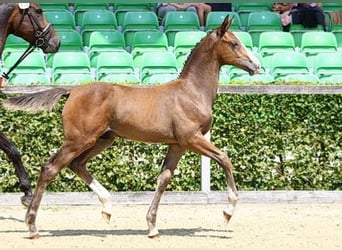 Cheval de sport allemand, Étalon, Poulain (04/2024), Bai