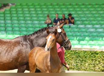 Cheval de sport allemand, Étalon, Poulain (04/2024), Bai