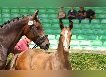 Cheval de sport allemand, Étalon, Poulain (04/2024), Bai