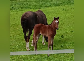 Cheval de sport allemand, Étalon, Poulain (03/2026), Bai