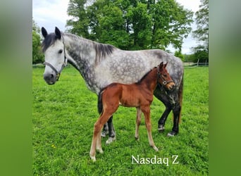 Cheval de sport allemand, Étalon, Poulain (05/2025), Bai