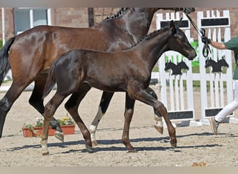 Cheval de sport allemand, Étalon, Poulain (05/2024)