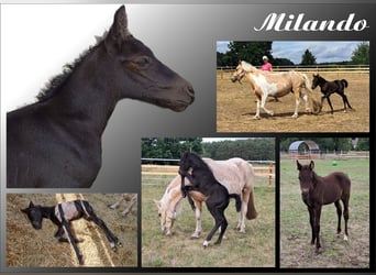 Cheval de sport allemand Croisé, Étalon, Poulain (05/2025)