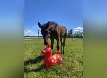 Cheval de sport allemand, Étalon, Poulain (04/2024)