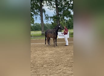 Cheval de sport allemand, Étalon, Poulain (04/2024)