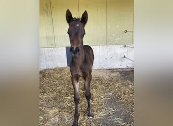 Cheval de sport allemand, Étalon, Poulain (04/2024)