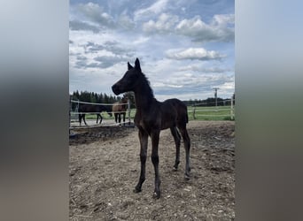 Cheval de sport allemand, Étalon, Poulain (04/2024)