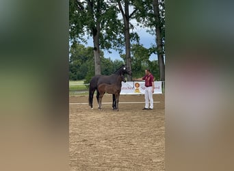 Cheval de sport allemand, Étalon, Poulain (04/2024)