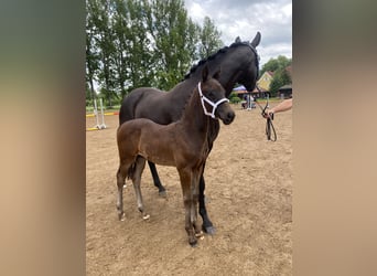 Cheval de sport allemand, Étalon, Poulain (04/2024)