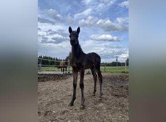 Cheval de sport allemand, Étalon, Poulain (04/2024)