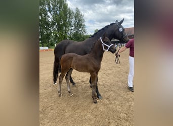 Cheval de sport allemand, Étalon, Poulain (04/2024)