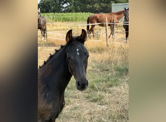 Cheval de sport allemand, Étalon, Poulain (01/2026)