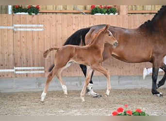 Cheval de sport allemand, Étalon, Poulain (05/2024)