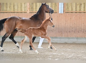 Cheval de sport allemand, Étalon, Poulain (05/2024)