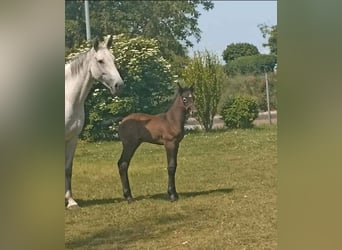 Cheval de sport allemand, Étalon, Poulain (05/2023), Gris