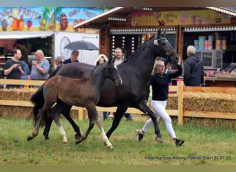 Cheval de sport allemand, Étalon, Poulain (04/2023), Gris noir