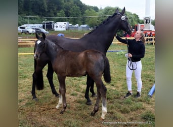 Cheval de sport allemand, Étalon, Poulain (04/2023), Gris noir