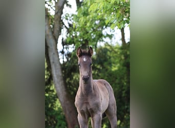 Cheval de sport allemand, Étalon, Poulain (04/2026), Noir