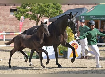 Cheval de sport allemand, Étalon, Poulain (04/2026), Noir
