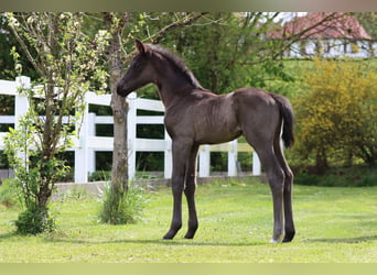 Cheval de sport allemand, Étalon, Poulain (04/2026), Noir