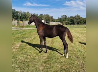 Cheval de sport allemand, Étalon, Poulain (02/2023), Noir