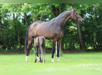Cheval de sport allemand, Étalon, Poulain (05/2026), Noir