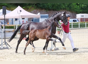 Cheval de sport allemand, Étalon, Poulain (04/2026), Noir