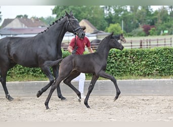 Cheval de sport allemand, Étalon, , Noir