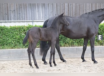 Cheval de sport allemand, Étalon, , Noir